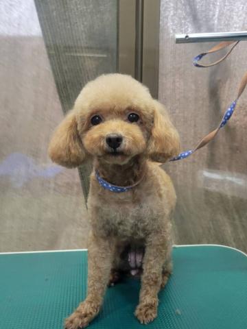 トイ・プードル フリル