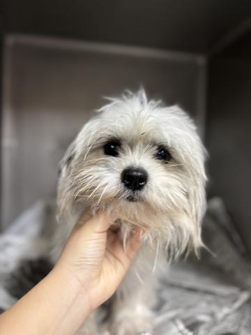 MIX(小型） マシュマロ