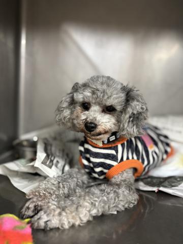 トイ・プードル グリム