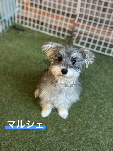 MIX(小型） マルシェ