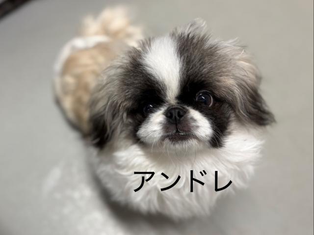 ペキニーズ アンドレ