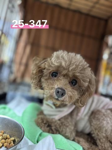 トイ・プードル プリーツ