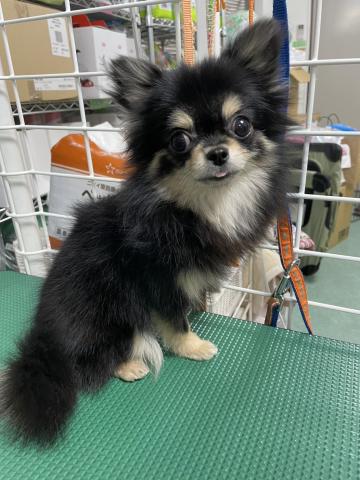 チワワ チュチュ