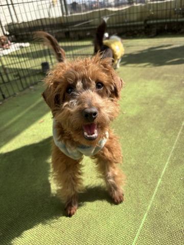 トイ・プードル テオ