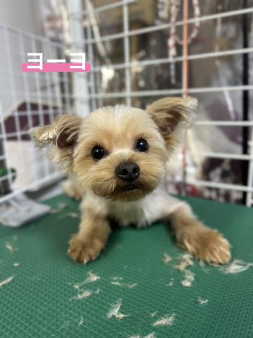 ヨークシャ・テリア ヨーヨ