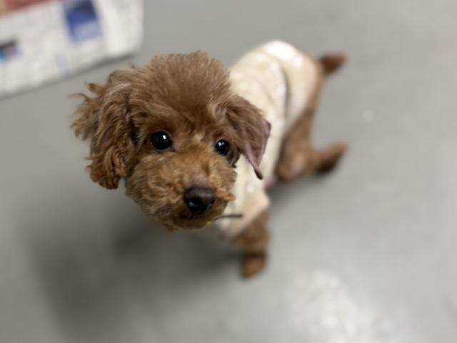 トイ・プードル みみ