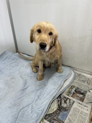 ゴールデン・レトリバー エマ