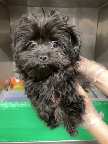 MIX(小型） モリオン