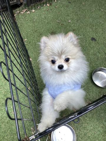 ポメラニアン パティオ