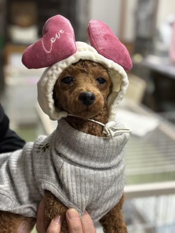 トイ・プードル 未来