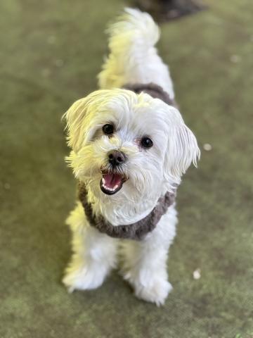 マルチーズ マー