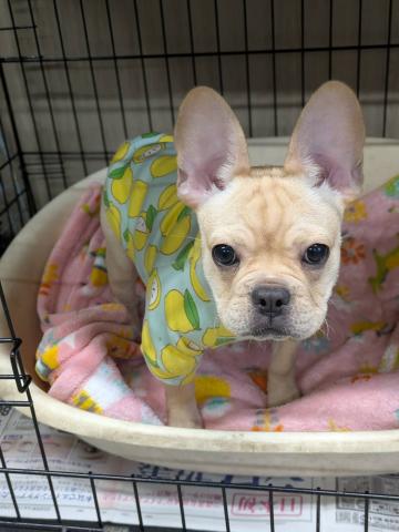 フレンチ・ブルドッグ フレール