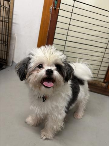 シーズー シーク