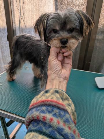 ヨークシャ・テリア チェキ