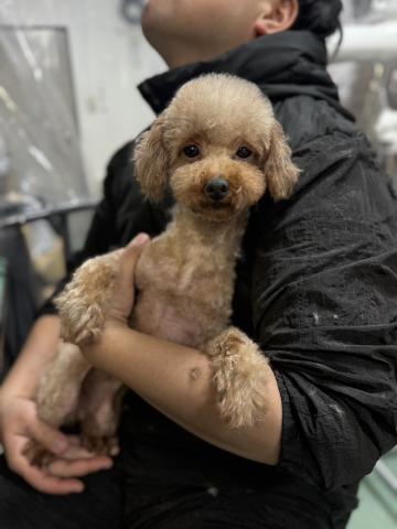 トイ・プードル カリン