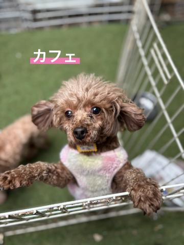 トイ・プードル カフェ