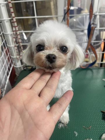 マルチーズ エレナ