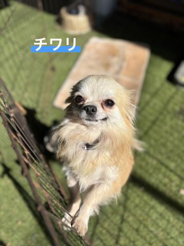 チワワ チワリ