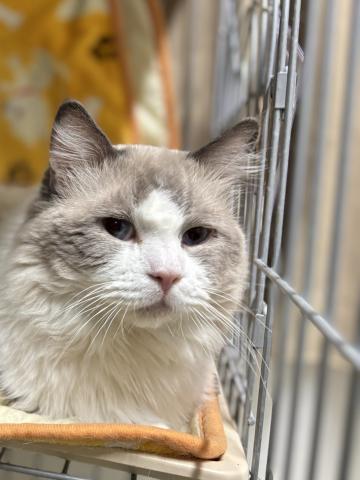 ラグドール フェリス