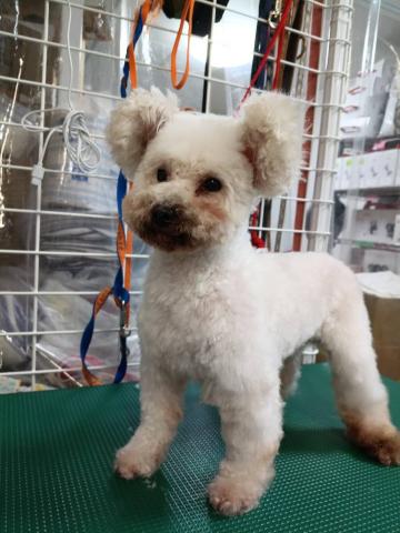 トイ・プードル ジャン