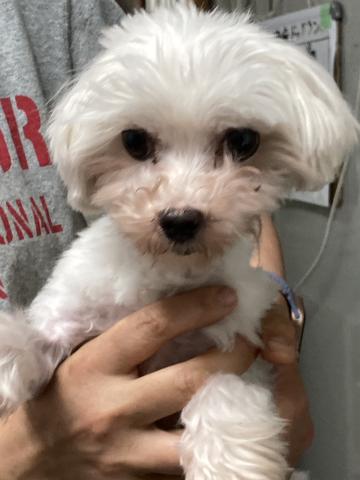 マルチーズ マイリー