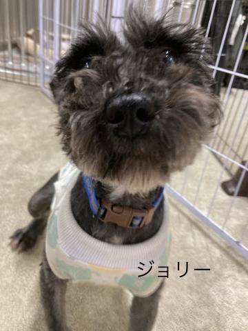ミニチュア・シュナウザー ジョリー