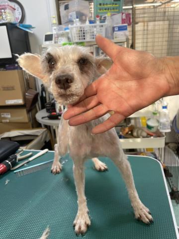 ミニチュア・シュナウザー ミモザ