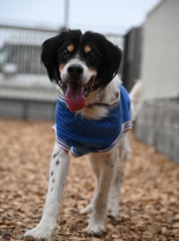 不明(大型） インディ