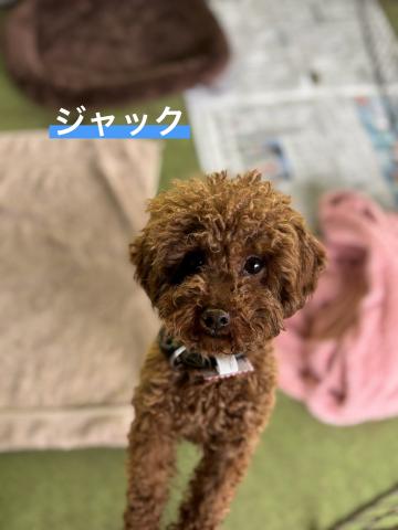 トイ・プードル ジャック