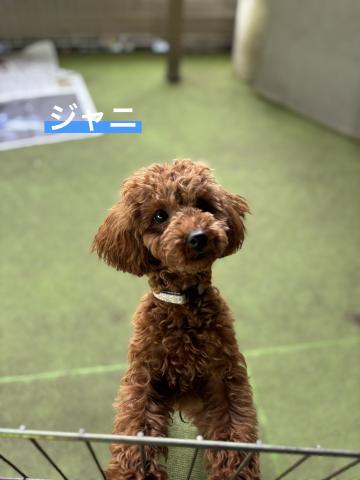 トイ・プードル ジャニ