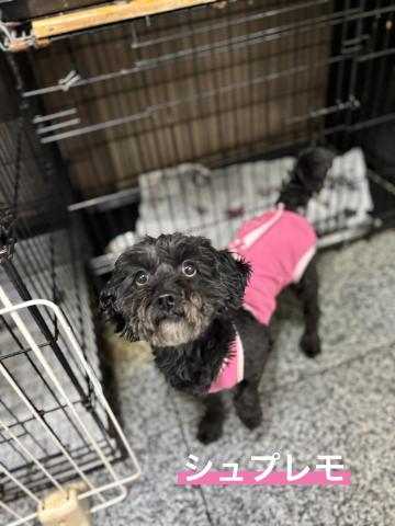 MIX(小型） シュプレモ