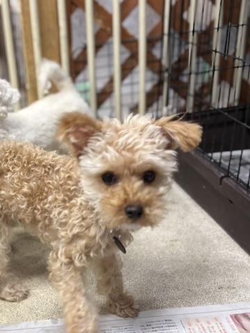 MIX(小型） フィル