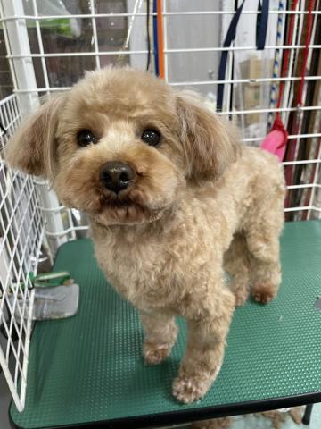 トイ・プードル ドーリー