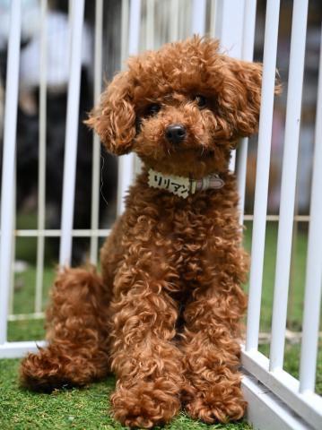 トイ・プードル リリアン