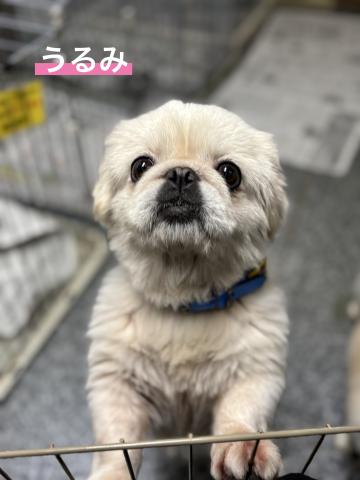 ペキニーズ うるみ