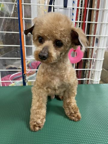 トイ・プードル セイン