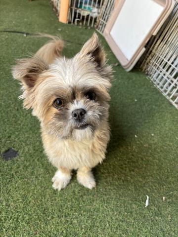 トイ・プードル シシリー