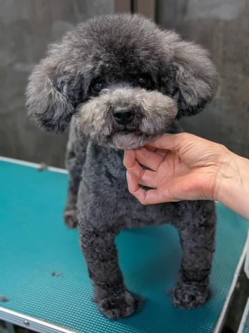 トイ・プードル リコ