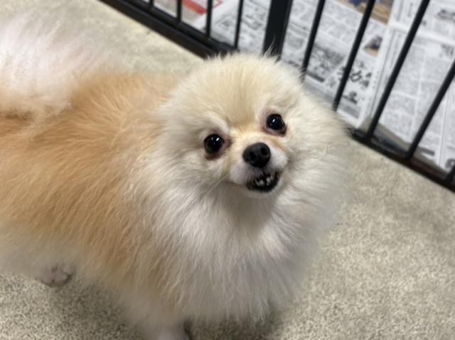 ポメラニアン ニコ
