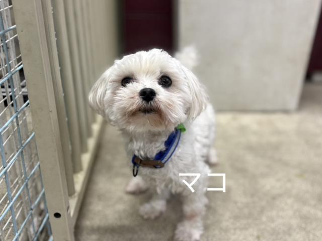 マルチーズ マコ