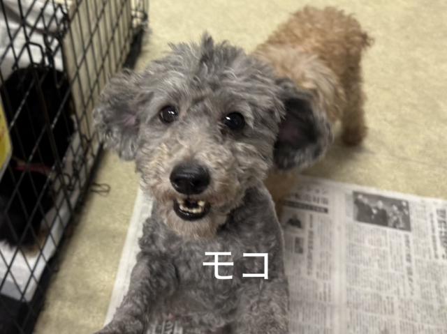 トイ・プードル モコ