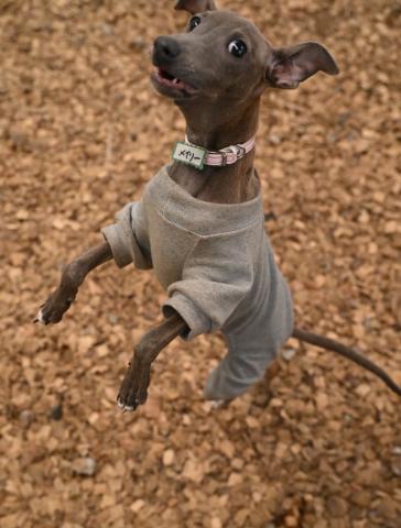 イタリアン・グレイハウンド メイリー