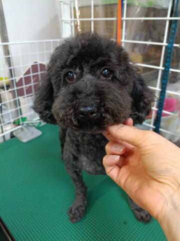 トイ・プードル ロコ