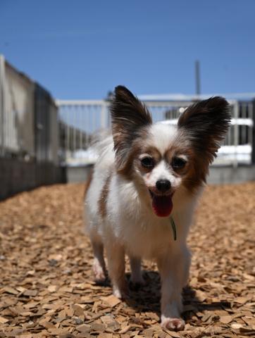 パピヨン イネス