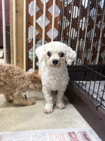 ビション・フリーゼ ビル