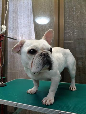 フレンチ・ブルドッグ フロス