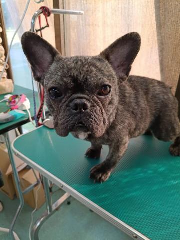 フレンチ・ブルドッグ フィージー