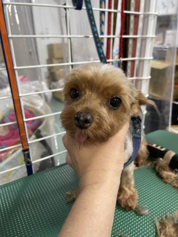 ヨークシャ・テリア ミコ