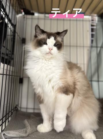 ラグドール ティア