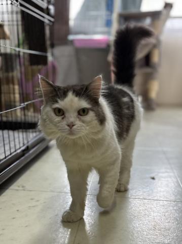 サイベリアン エイト